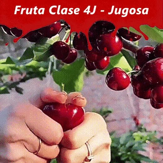 Semillas de Cereza de Chile OFERTA 2 PAQUETES AL PRECIO DE 1 😍 🔥